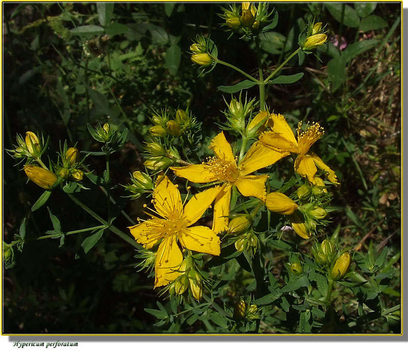 Hypericum perforatum / Erba di San Giovanni